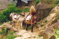 The donkeys of Annapurna
