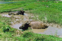 Two water buffalo having a bath