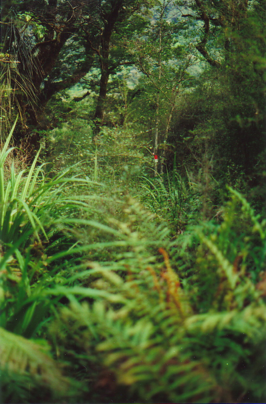 A marker buried in the undergrowth