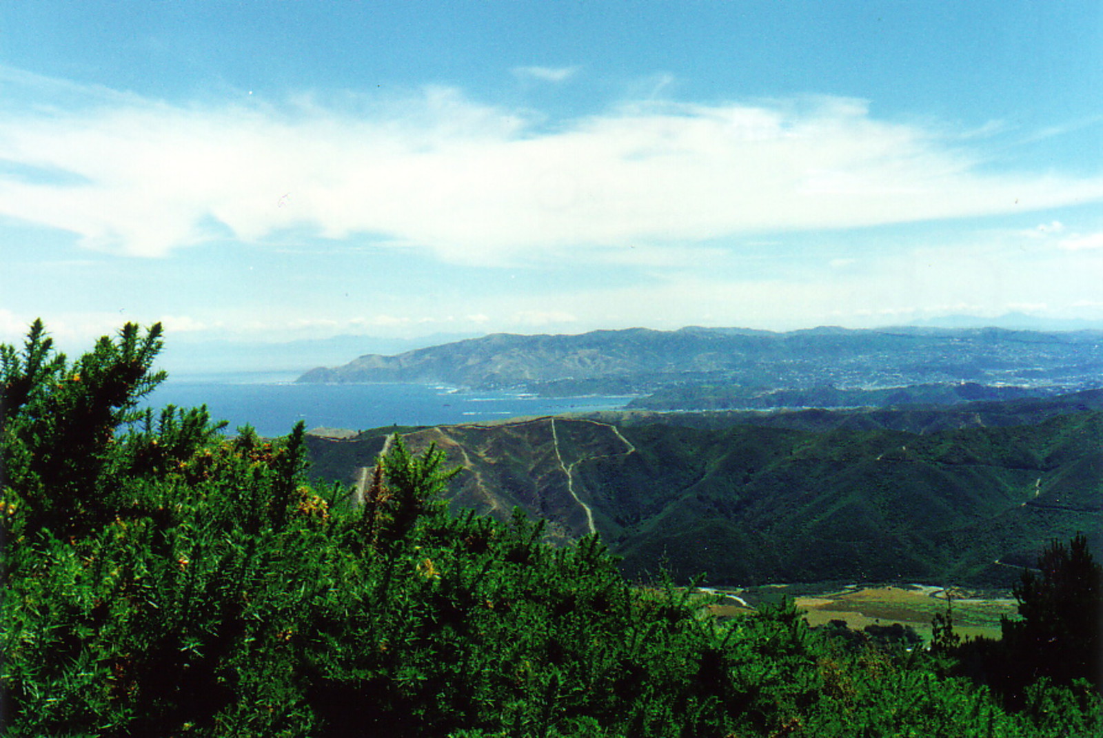 Wellington from the Butcher Track