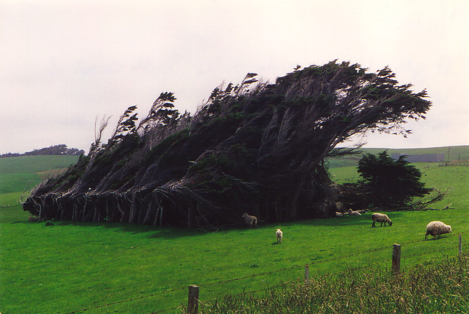 Trees blown into shape by the wind