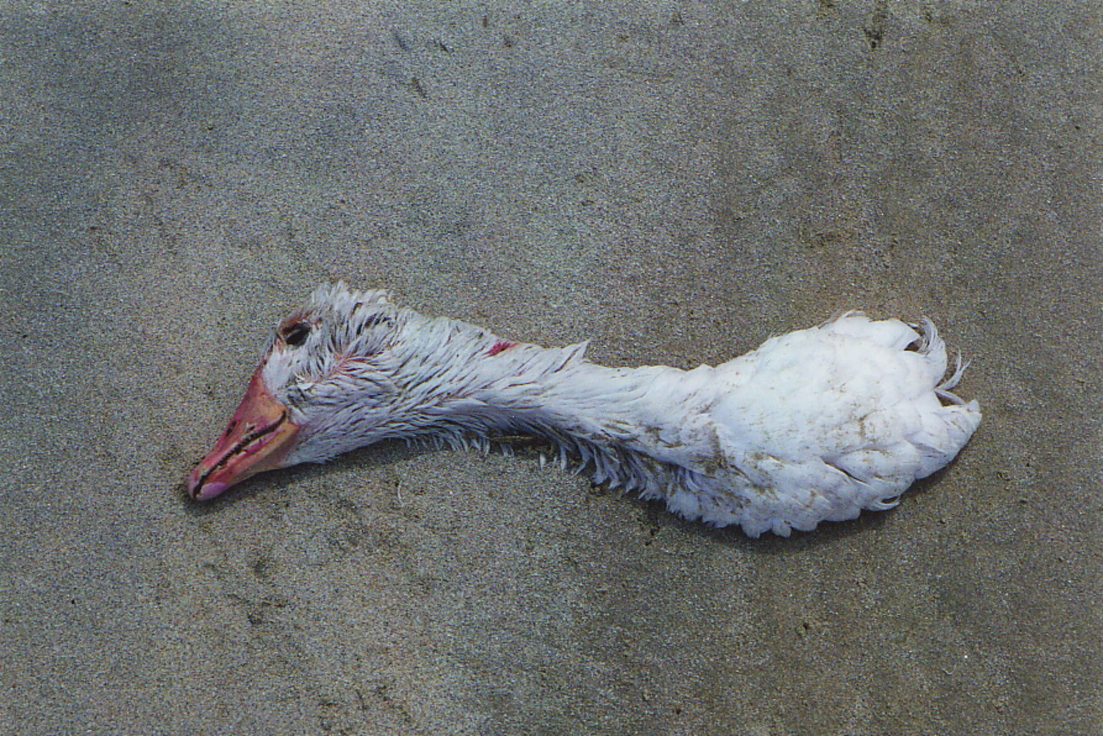 A sea bird's neck on the beach
