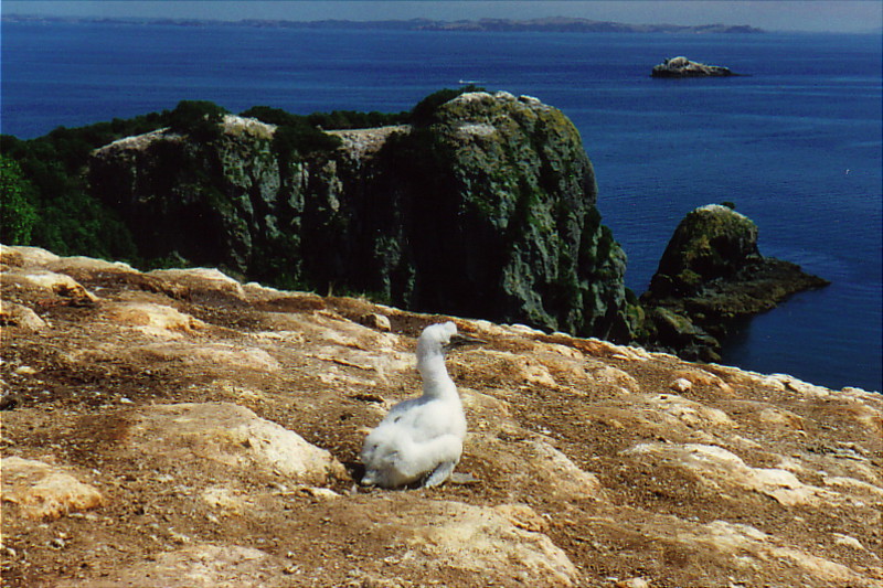 Basstölpel nisten auf Green Island