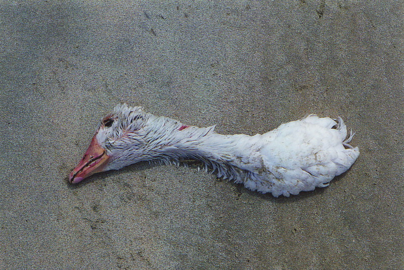 A sea bird's neck on the beach
