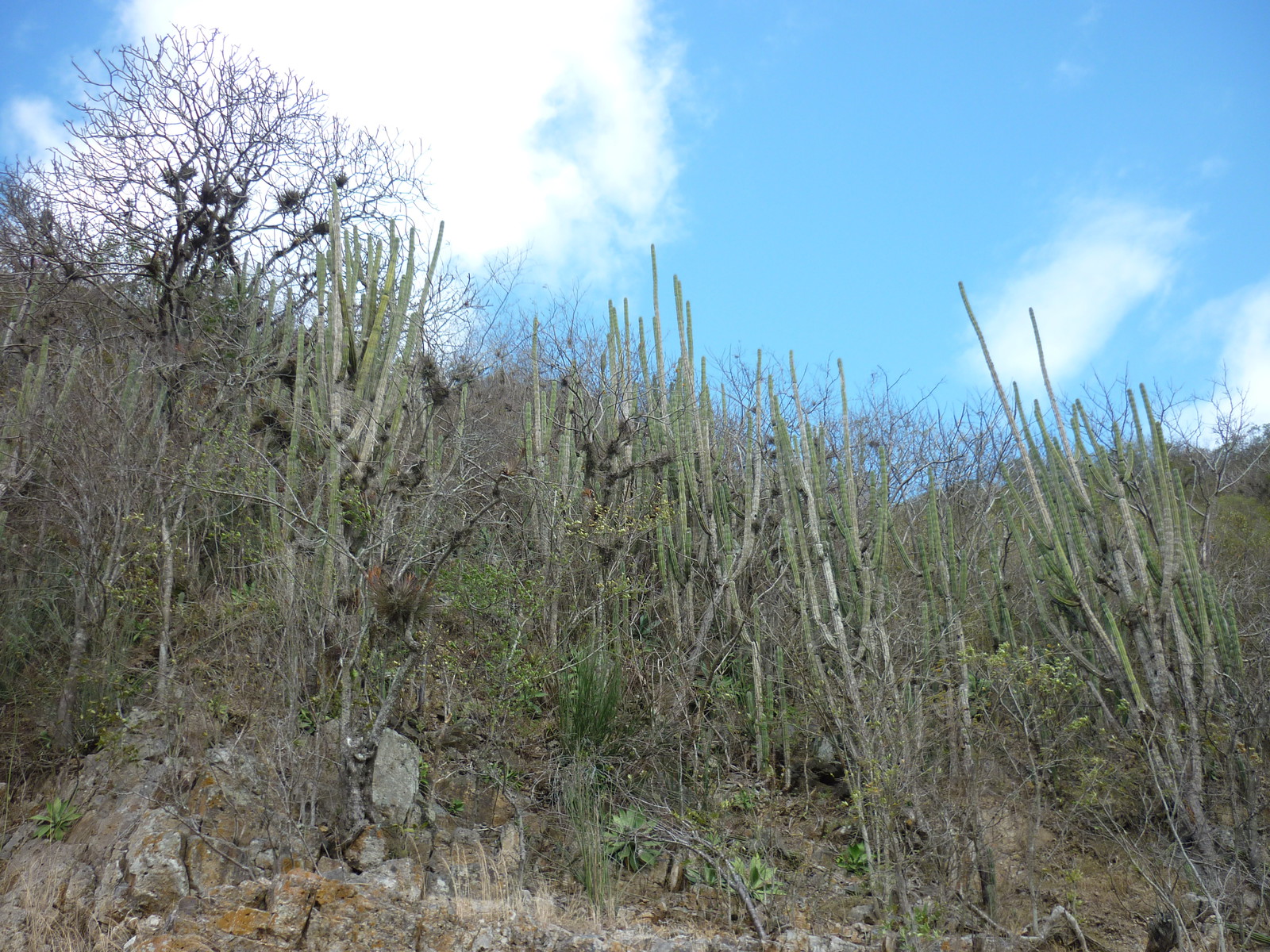 On the left is a <i>Plumeria</i> tree (also known as frangipani), which is the national tree of Nicaragua