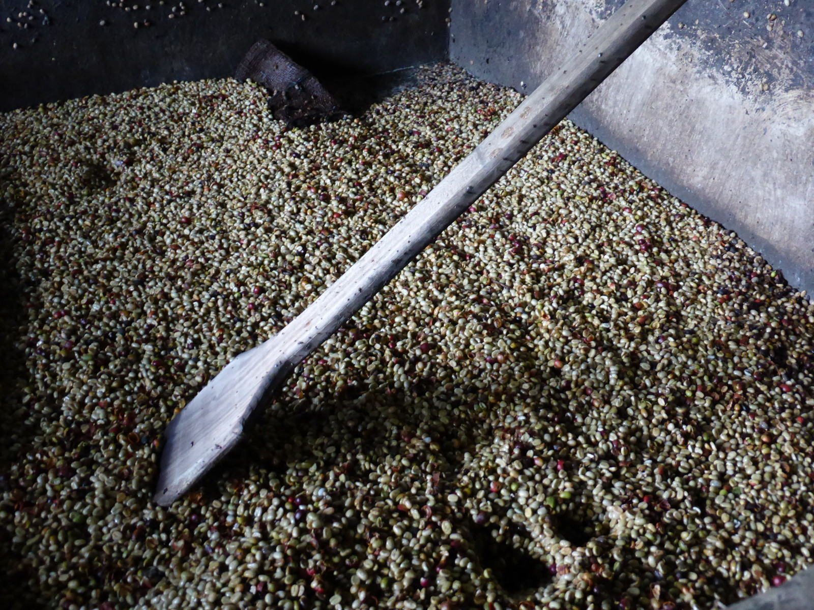 Coffee beans fermenting after being de-pulped