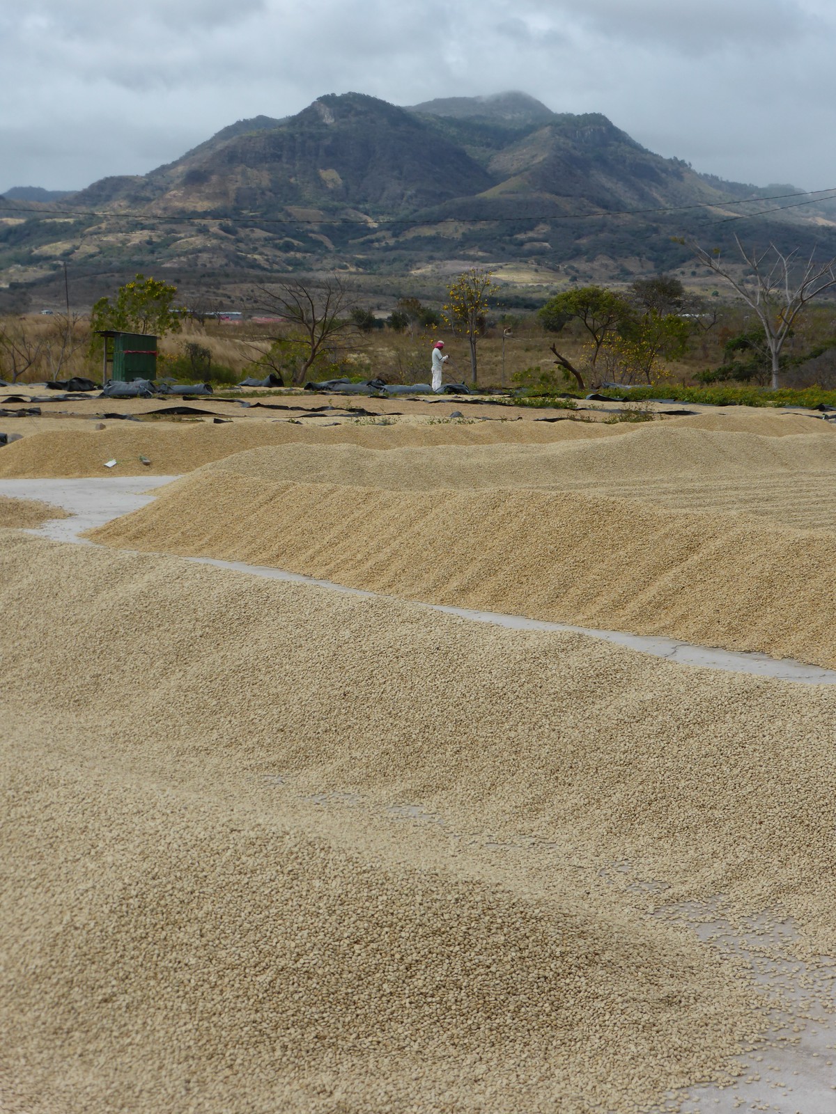 The drying flats
