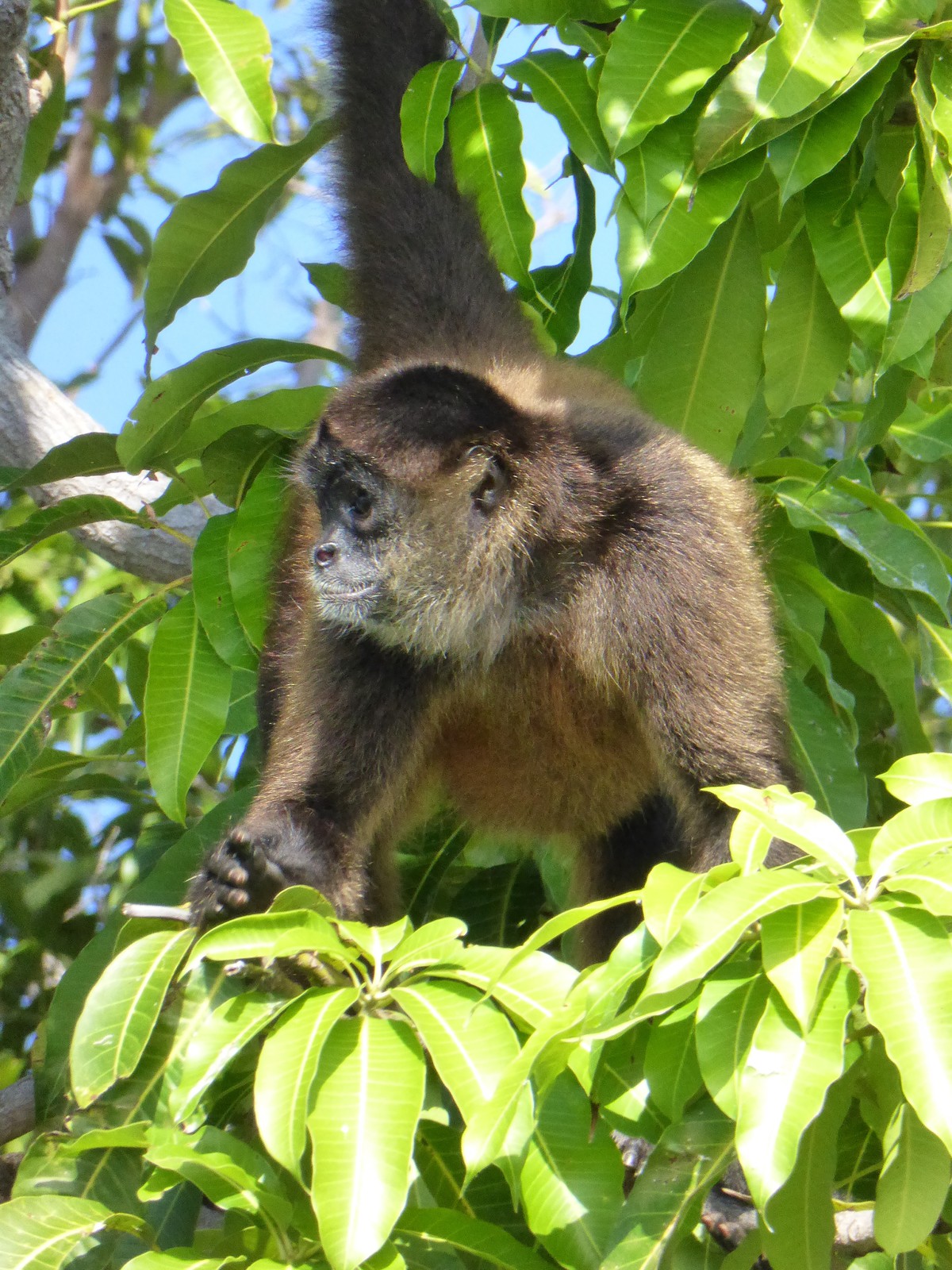 A spider monkey on one of the islands