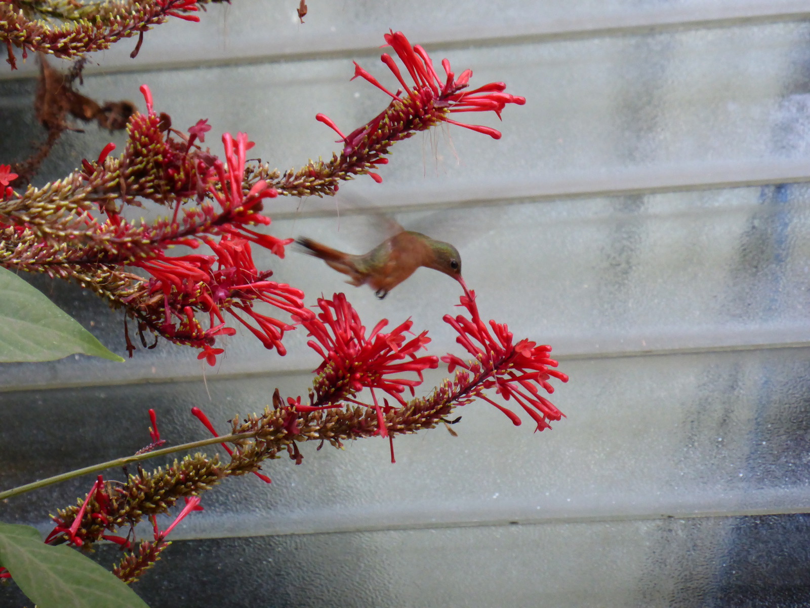 A hummingbird in the garden of La Buena Onda hotel; the hotel also had a friendlt pet rabbit who roamed the grounds