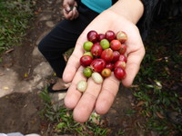 Ripe coffee beans are red, though the green ones can also be used