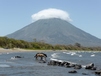 Horses drinking in Lago de Nicaragua off Playa Santa Domingo