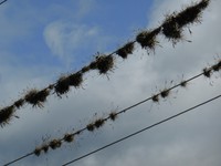 Air plants growing on the telegraph lines in town