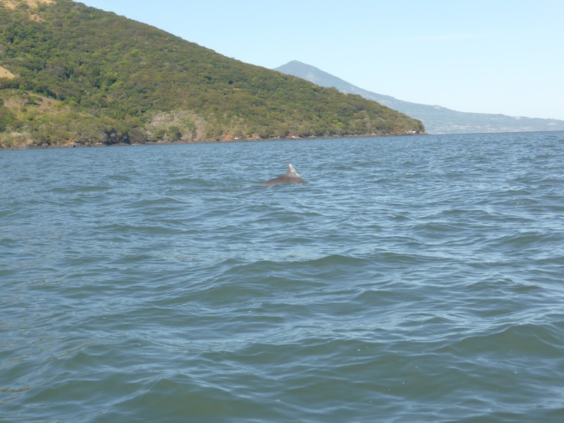 On the way we were joined by a friendly dolphin