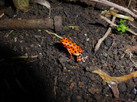 A red frog in the grounds of Beverly's Hill