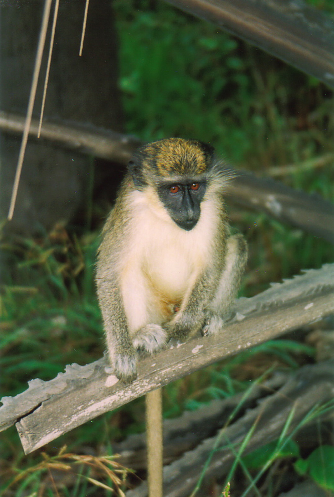 A monkey in Bijilo Forest Park