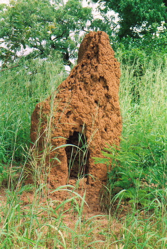 A termite mound in Kiang West